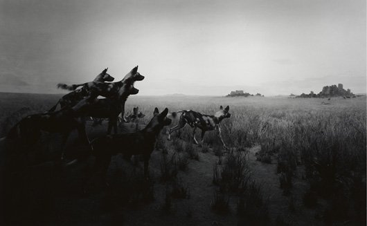 HIROSHI SUGIMOTO, Hunting dog, 1980: Hunting dog, 1980 Gelatin silver print. 19 1/8 x 23 3/4 in. (48.6 x 60.3 cm) image size. Signed "Hiroshi Sugimoto" on lower right of matte board. This work is from an edition of 25. PROVENANCE James C