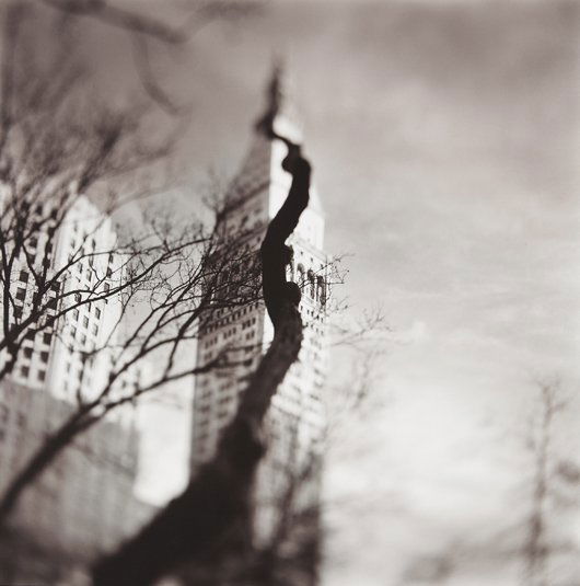 KEITH CARTER, Squirrel Tree, New York, 1998: Squirrel Tree, New York, 1998 Split-toned gelatin silver print. 14 5/8 x 14 5/8 in. (37.1 x 37.1 cm). Signed, titled, dated and numbered 22/50 in pencil on the verso. PROVENANCE Acquired directly from