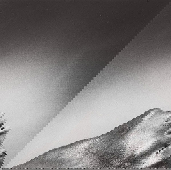 ROBERT MAPPLETHORPE (American, 1946-1989) ALIS: ROBERTMAPPLETHORPE(American, 1946-1989)ALISTER BUTLER, 1980gelatin silver print13⅞ x 13