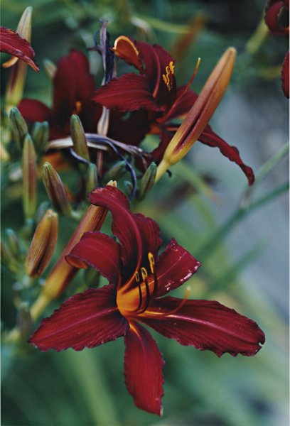 THOMAS STRUTH, Rote Lilien – No. 50, Düsseldorf (B: Rote Lilien – No. 50, Düsseldorf (Botanischer Garten), 1993 C-print. 57.7 x 39 cm (22 3/4 x 15 3/8 in). Signed 'Thomas Struth' on a label adhered to the reverse of the frame. This work is from an e