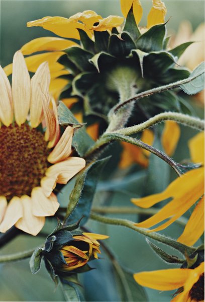 THOMAS STRUTH, Sonnenblumengruppe – No. 65, Winter: Sonnenblumengruppe – No. 65, Winterthur, 1992 C-print. 54 x 36.5 cm (21 1/4 x 14 3/8 in). Signed 'Thomas Struth' on a label adhered to the reverse of the frame. This work is from an edition of ten.