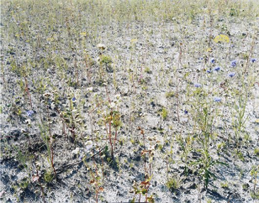 WOUT BERGER, Ruigoord #1, 2003
