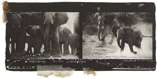 PETER BEARD, Cow Elephant Herd at Buffalo Springs,: Cow Elephant Herd at Buffalo Springs, June, 1960 Platinum print with snakeskin, printed 1998. 12 1/2 x 25 in. (31.8 x 63.5 cm). Signed, titled and dated in paint on the recto. PROVENANCE Private Colle
