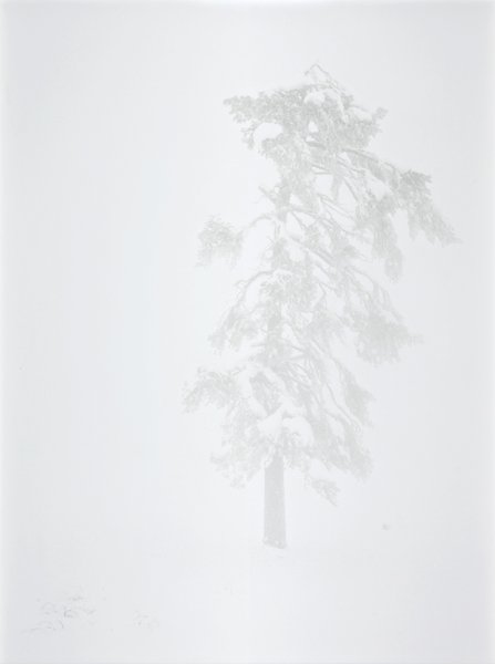 NICOLAI HOWALT & TRINE SØNDERGAARD, Tree No. 2 from: NICOLAI HOWALT & TRINE SØNDERGAARD, Tree No. 2 from Tree Zone, 2007 Digital colour coupler print, flush-mounted. 92.1 x 69.9 cm (36 1/4 x 27 1/2 in). Signed in ink on the reverse of the frame. Accom