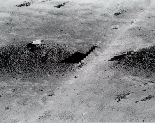 SHERRIE LEVINE (b. 1947) AFTER WALKER EVANS: SHERRIELEVINE(b. 1947)AFTER WALKER EVANSsigned and dated "Sherrie Levine 1981" on the reverse gelatin silver print<