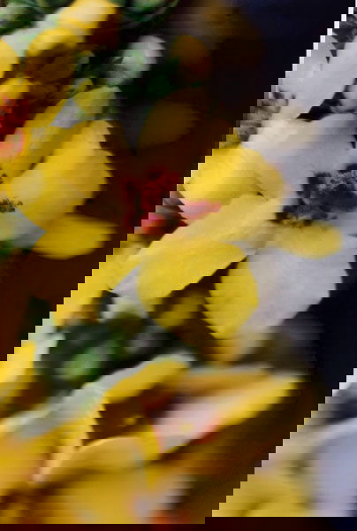 THOMAS STRUTH (b. 1954) PFLANZE NR. 8 GELBE K: THOMASSTRUTH(b. 1954)PFLANZE NR. 8 GELBE KÖNIGSKERZE, WINTERTHUR, 1992signed, titled, numbered of 10 and dated "Pflanze