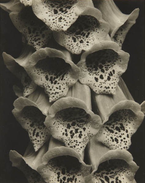 EDWARD STEICHEN, Foxgloves, France, 1926