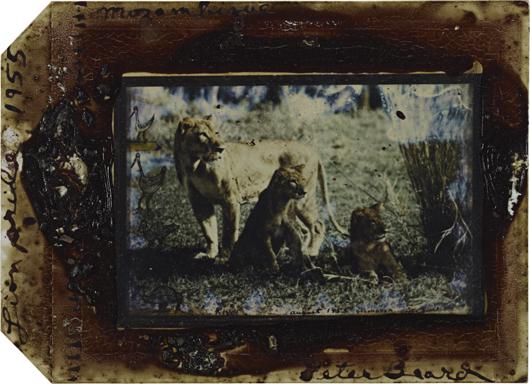 PETER BEARD, Lion Pride, Mozambique, 1955: Lion Pride, Mozambique, 1955 Unique Polaroid print with blood. 10.5 x 14.6 cm (4 1/8 x 5 3/4 in). Signed, titled, dated in ink on the recto. ‡ PROVENANCE Private Collection, Europe