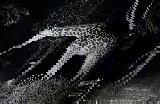 PETER BEARD, Maureen Gallagher and a night feeder: Maureen Gallagher and a night feeder at Hog Ranch, February, 1987 Gelatin silver print, printed later. 66 x 101.3 cm (26 x 39 7/8 in). Signed, titled and dated in paint on the recto; two The Time Is A