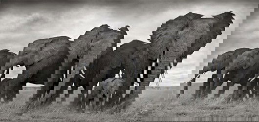 NICK BRANDT, Elephants Resting, Amboseli, 2007: Elephants Resting, Amboseli, 2007 Archival pigment print, printed 2009 and flush-mounted. Signed and numbered in pencil in the margin. One from an edition of 15. ‡ PROVENANCE Private Collection