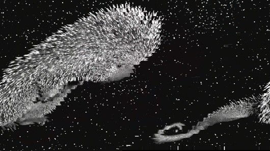 ROBERT WILSON, South American Porcupine, 2006: South American Porcupine, 2006 Plasma Display Panel flat screen monitor with a single unit stereo speaker and media player. 64 1/2 x 36 1/4 x 4 in. (163.8 x 92.1 x 10.2 cm). Music by Bernard Hermann.