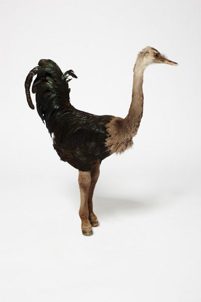 THOMAS GRÜNFELD, Ostrich/Rooster/Donkey, from the: Ostrich/Rooster/Donkey, from the Misfits Series, 2006 Taxidermied ostrich, rooster and donkey. 28 x 7 x 25 in. (71.1 x 17.8 x 63.5 cm). PROVENANCE Private Collection