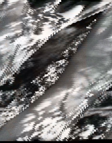 BRUCE WEBER (b. 1946) TYKE LONG POND, AD IRON: BRUCE WEBER(b. 1946)TYKE LONG POND, AD IRONDACK PARK, NY 1988signed, titled, numbered of 100 and dated "Bruce Weber Tyke Lon