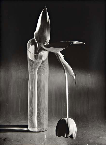 ANDRÉ KERTÉSZ Melancholic tulip, 1939: Melancholic tulip, 1939 Gelatin silver print, printed later. 13 3/4 x 10 in. (34.9 x 25.4 cm). Signed and dated in pencil on the verso. PROVENANCE Peter Fetterman Gallery, Santa Monica LITERATURE Bor