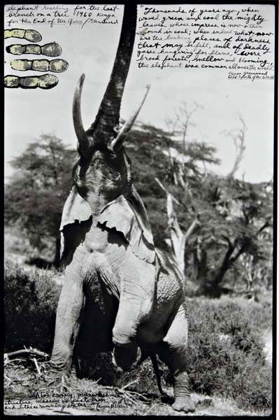 PETER BEARD Elephant Reaching for the Last Branch o: Elephant Reaching for the Last Branch on a Tree, Kenya, 1960 Gelatin silver print with ink and paint, printed later. 22 3/4 x 14 5/8 in. (57.8 x 37.1 cm). Signed, titled, dated and extensively annotat