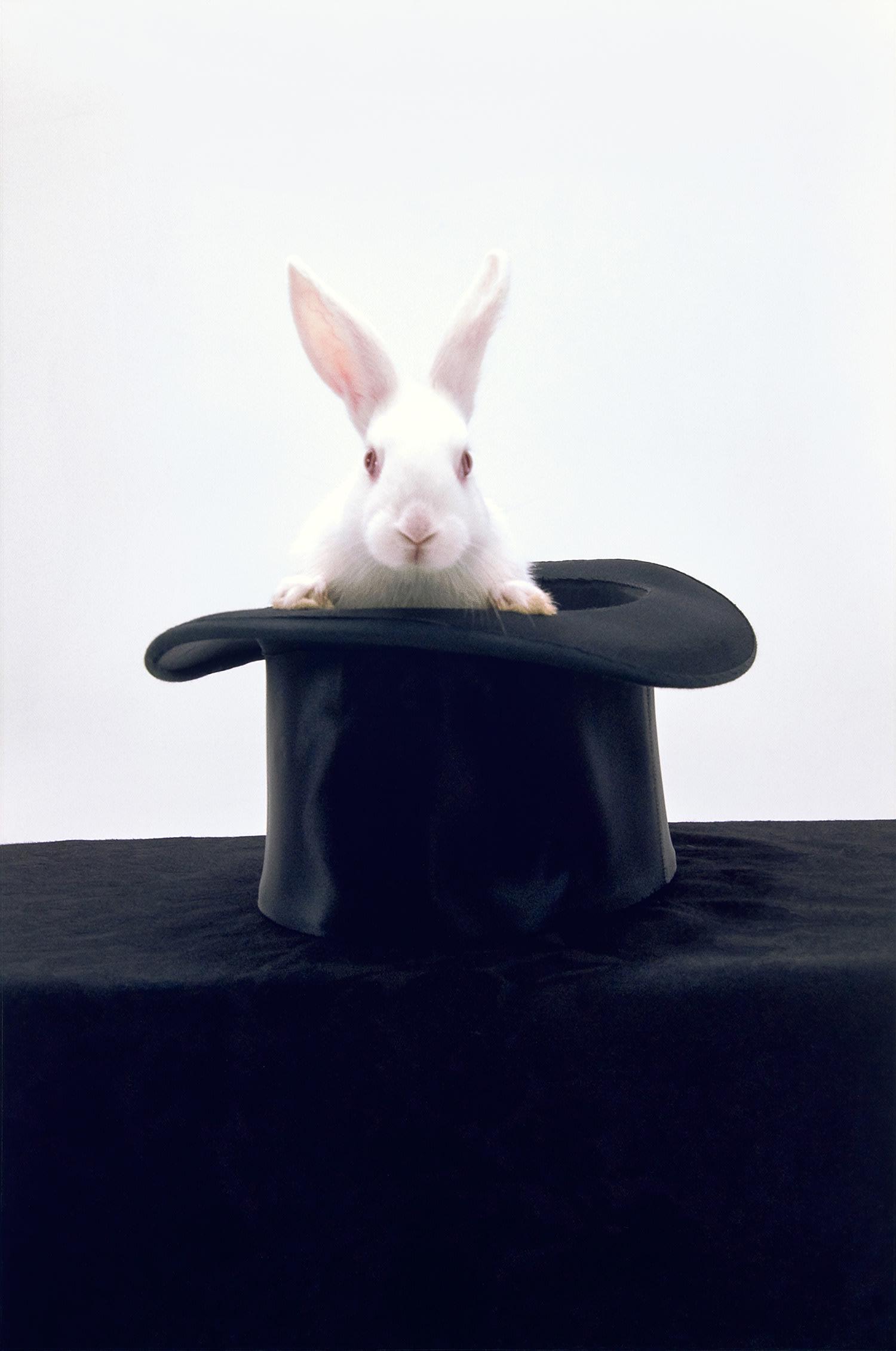 Diana Thater: Portrait of Josephine 2010 Chromogenic print, contained in the original artist's specified frame. S. 49 3/4 x 33 in. (126.4 x 83.8 cm) framed 51 x 34 1/8 in. (129.5 x 86.7 cm) Signed and numbered 2/5