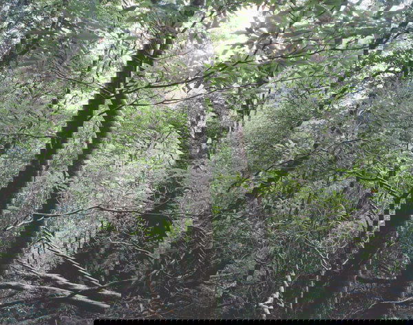 THOMAS STRUTH b. 1954 Paradise (i) Juquehy, (i: THOMASSTRUTHb. 1954Paradise (i) Juquehy, (ii) Sao Fransisco de Xavier, (iii) Yakushima, (iv) Daintree, (v) Xi Shuang Banna, (vi) Yosemite National Par