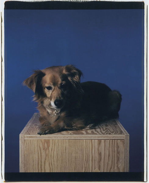 TODD EBERLE T-Bone. Signed, titled and dated: TODDEBERLET-Bone.Signed, titled and dated "T-Bone 4/26/2005 Todd Berger" lower edge of image. Unique Polaroid mounted on mat