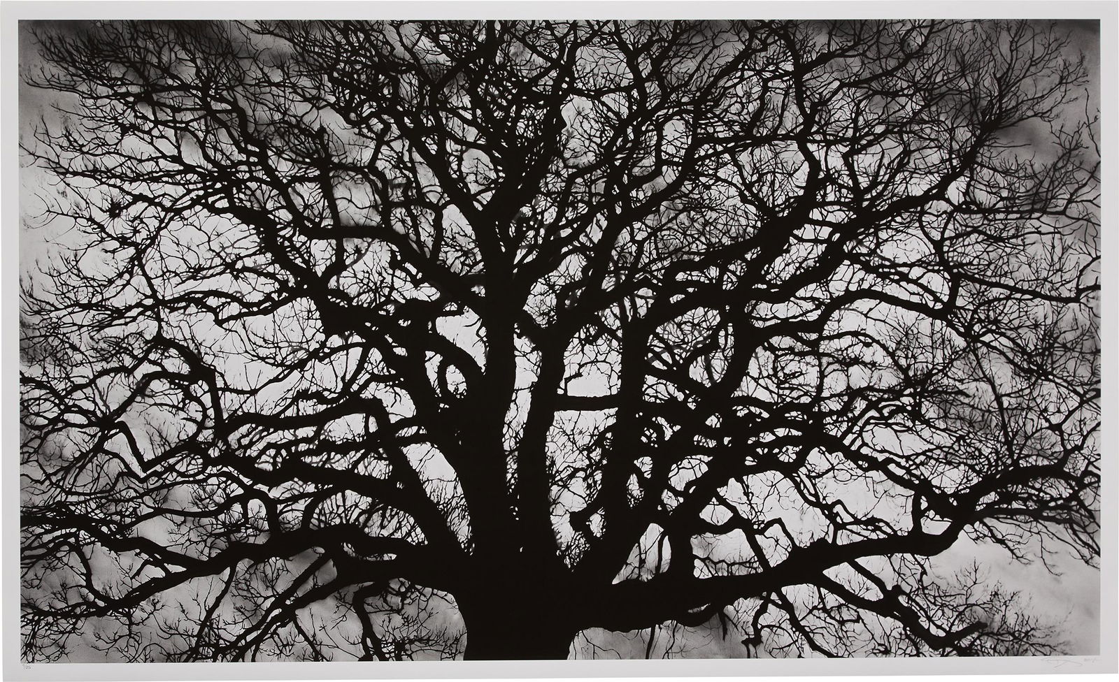 Robert Longo: Untitled (Tree) 2018 Archival pigment print, on wove paper, with full margins. I. 34 1/2 x 58 in. (87.6 x 147.3 cm) S. 36 1/2 x 60 in. (92.7 x 152.4 cm) Signed and numbered 9/25 in pencil (there were