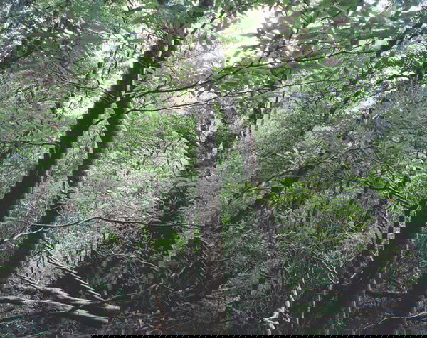 160: THOMAS STRUTH German, b. 1954 Portfolio, 2004.: THOMASSTRUTHGerman, b. 1954Portfolio, 2004.Six ink jet prints.Each 12 ¼ x 15 ⅜ in. (