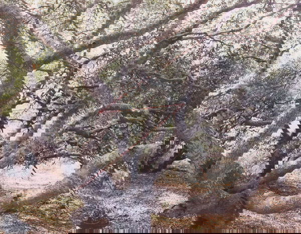 352: JOHN PFAHL American, b. 1939 Altered Landscape: JOHNPFAHLAmerican, b. 1939Altered Landscapes, 1974-1978.Sun Valley, Idaho: Sun Valley Center for the Arts and Humanities, ci