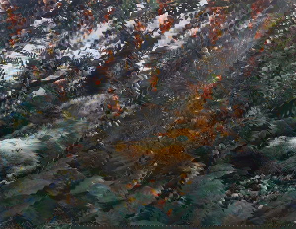 GREGORY CREWDSON b. 1962 Untitled (Natural Won: GREGORYCREWDSONb. 1962Untitled (Natural Wonders Series)C-print.Framed 37 ½ x 45 ¼ in. (95.3 x 114.