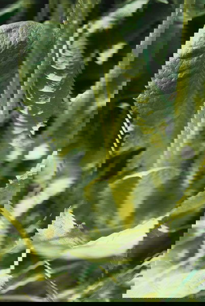 THOMAS STRUTH b. 1954 Löwenzahnblätt: THOMASSTRUTHb. 1954Löwenzahnblätter – No 39 Düsseldorf, 1993, 1993Color photograph in the artist's wooden fra