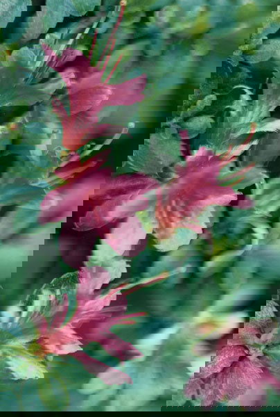 THOMAS STRUTH b. 1954 Rosa Azalee, Düsse: THOMASSTRUTHb. 1954Rosa Azalee, Düsseldorf, Neanderstraβe, 1993Color coupler print, printed 2000.