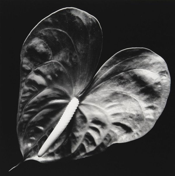 ROBERT MAPPLETHORPE 1946-1989 Anthurium, 1988: ROBERTMAPPLETHORPE1946-1989Anthurium, 1988Gelatin silver print.19 ⅛ x 19 ¼ in. (48.6