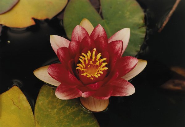 THOMAS STRUTH b. 1954 Red Water Lily, No. 55,: THOMASSTRUTHb. 1954Red Water Lily, No. 55, 1993Dye destruction print in artist's frame.15 ½