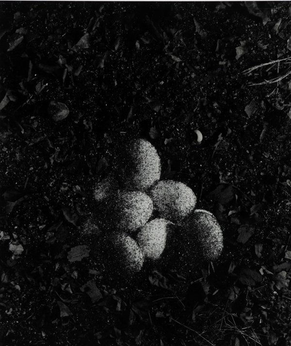 VIK MUNIZ b. 1961 Elven Eggs from Pictures of: VIKMUNIZb. 1961Elven Eggs from Pictures of Soil, 1997Gelatin silver print.23 ¼ x 19 ½