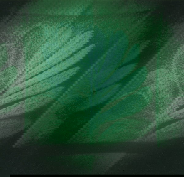 THOMAS RUFF b. 1958 Nacht, Blossfeldt, 1994: THOMASRUFFb. 1958Nacht, Blossfeldt, 1994Color coupler print.7 ⅞ x 8 ¼ in. (18.1 x 21