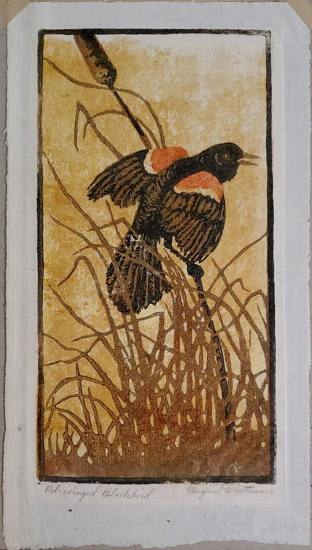 Red-Winged Blackbird -  Whittemore, Margaret (1 of 3)