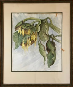 Runbeck, Lucille (1898-1973) untitled spent sunflower, watercolor