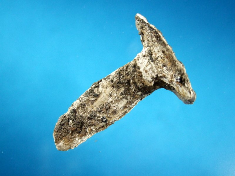 Shell Ear Pin West TN (1 of 2)