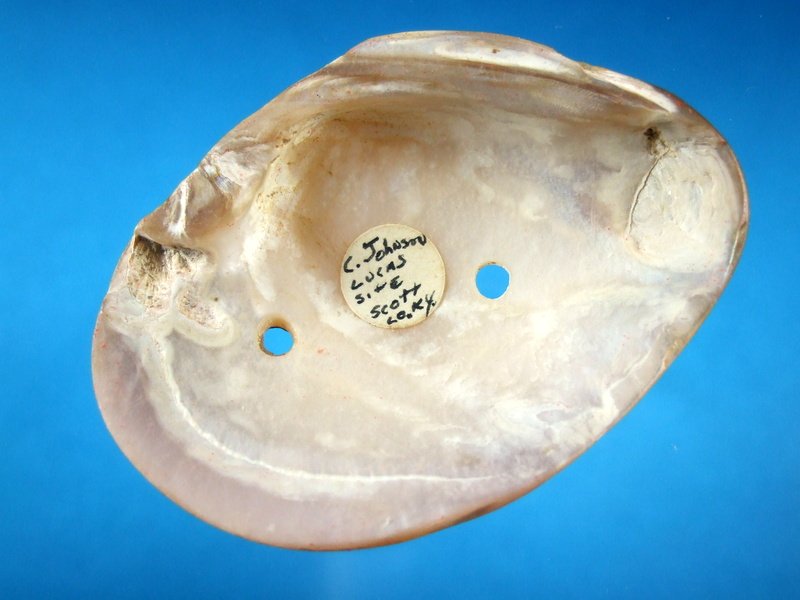 3" Shell Gorget Scott County Kentucky Lucas Site (1 of 2)
