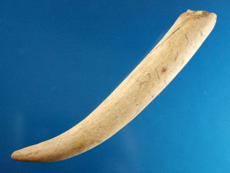 5 3/8" Antler Tool West TN (1 of 2)