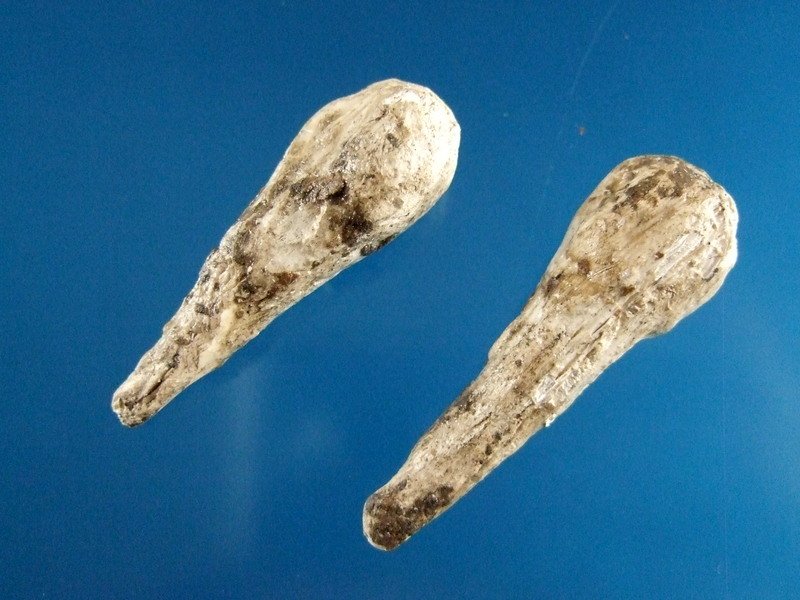 Pair Of Shell Ear Pins West TN Laargest 1 15/16" (1 of 2)