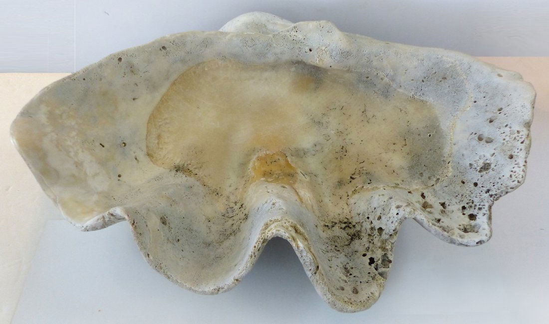 Rare Real Natural Giant Clam Shell 35"L x 25"D (1 of 7)