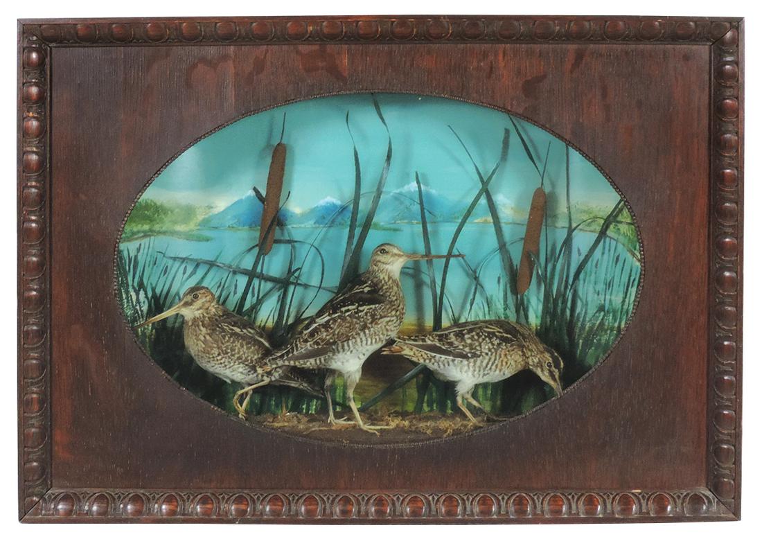 Victorian Taxidermy Bird Diorama, 3 Common Snipe in a: Victorian Taxidermy Bird Diorama, 3 Common Snipe in a painted marshy setting w/cattails, VG cond w/normal signs of wear, 26"H x 18.5"W x 5"D.