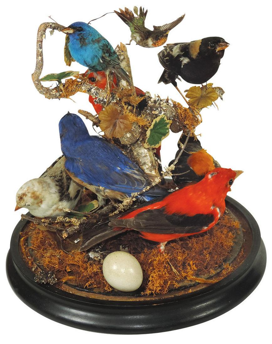 Victorian Taxidermy Bird Dome, 8 brightly colored birds: Victorian Taxidermy Bird Dome, 8 brightly colored birds including a hummingbird in flight & an egg, c.1900, VG to Exc cond, 13"H x 9.5"Dia.