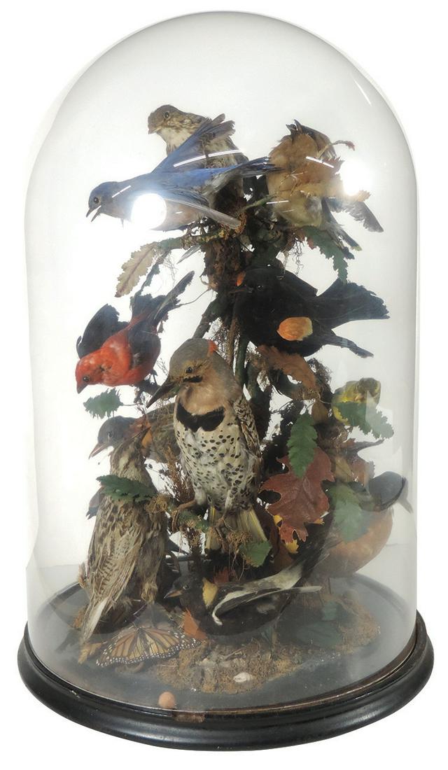 Victorian Taxidermy Bird Dome, large & impressive: Victorian Taxidermy Bird Dome, large & impressive grouping of 14 different species perched on branches w/foliage under a removable glass dome, Good to VG cond w/ some ruffling, minor deterioration & h