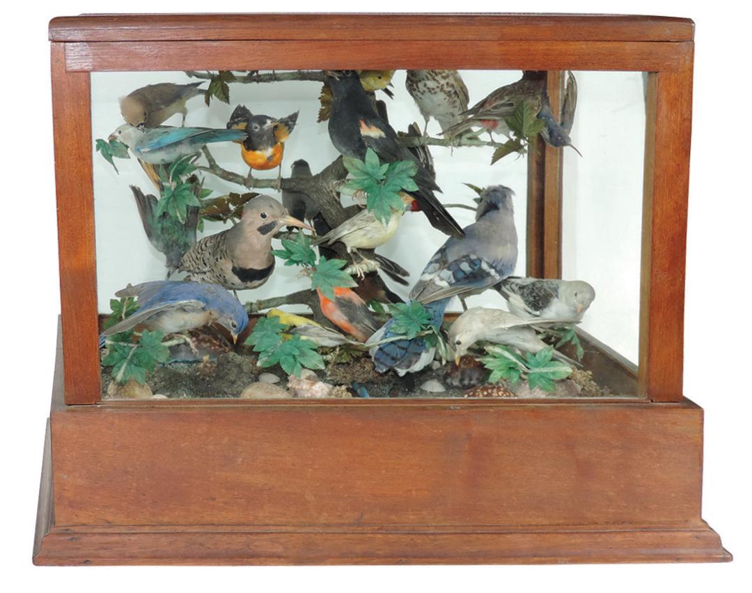 Victorian Taxidermy Birds, spectacular grouping in: Victorian Taxidermy Birds, spectacular grouping in glazed mahogany case, 19 different species in assorted poses including a hummingbird in flight on a realistic perch w/various sea shells on a sanded 