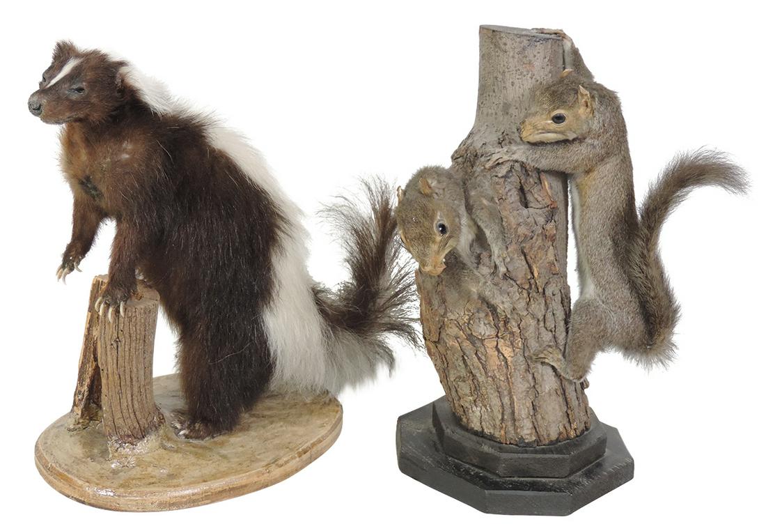 Taxidermy (2), pair of squirrels & a skunk, each (1 of 1)