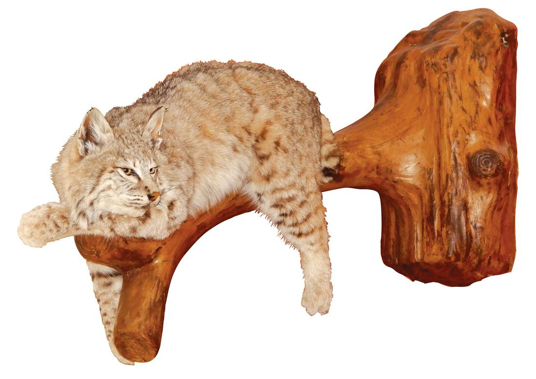 Taxidermy, North American Bobcat, full-bodied mount (1 of 1)