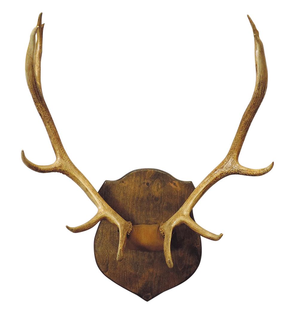 Taxidermy, Elk antlers mount on wood shield form wall plaque, Exc cond, 42"H x 33"W.: Taxidermy, Elk antlers mount on wood shield form wall plaque, Exc cond, 42"H x 33"W.