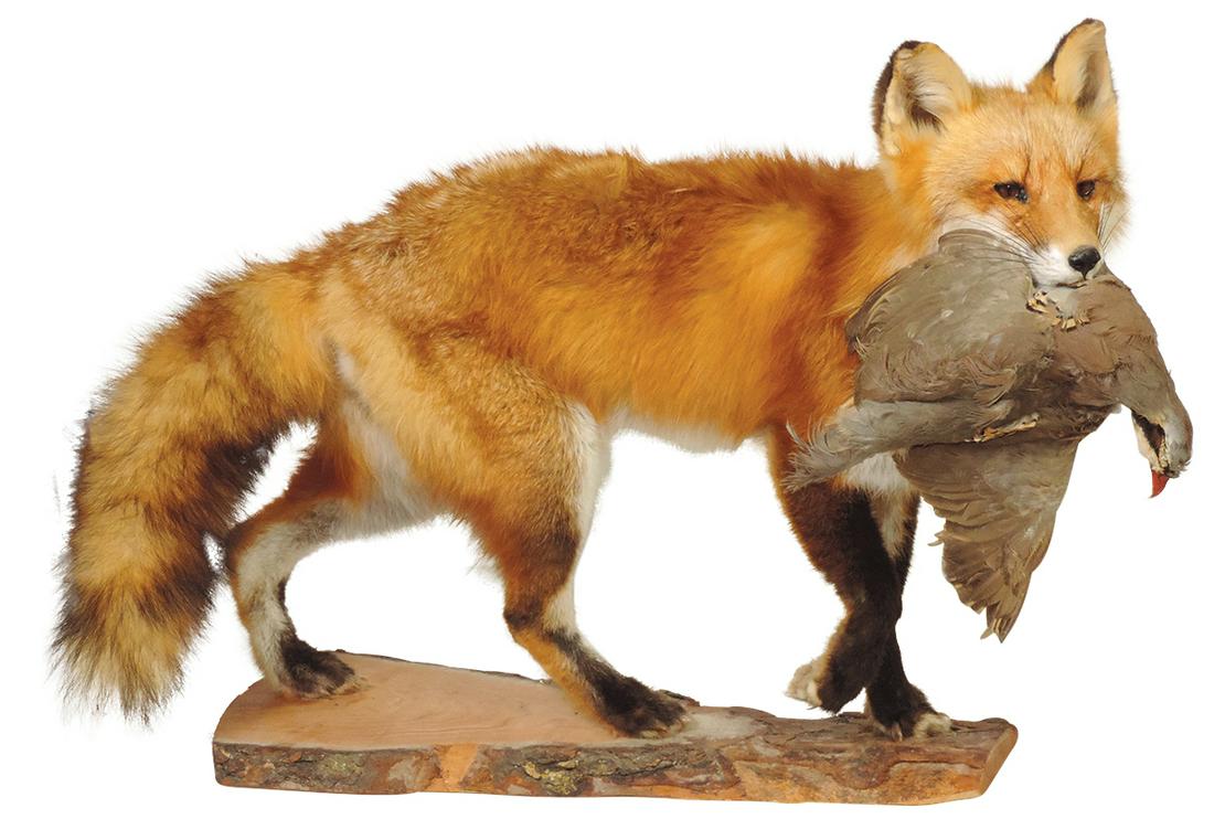 Taxidermy, Red Fox With Game, full bodied mount holding feathered catch in jaws, VG cond w/some: Taxidermy, Red Fox With Game, full bodied mount holding feathered catch in jaws, VG cond w/some ruffling, 19"H x 30"L x 11"W.