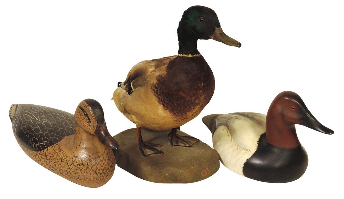 Taxidermy & Decoys (3), Victorian mounted Mallard on a composition base, Charles Moore painted: Taxidermy & Decoys (3), Victorian mounted Mallard on a composition base, Charles Moore painted Perdew decoy, signed & dated 1979 & Randy Tull signed decoy dated 1991, Exc cond, larger 14"H.