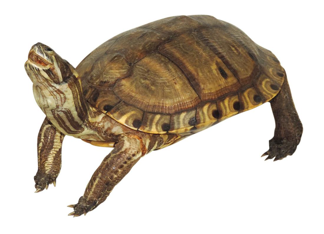 Taxidermy, River Cooter Turtle, full body mount, nice large & impressive size, VG cond w/shrinkage (1 of 1)
