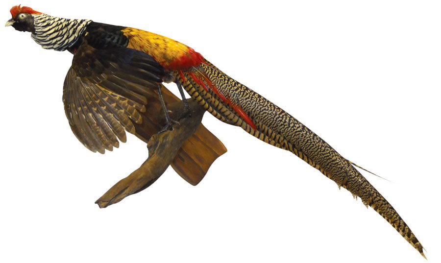 Taxidermy, multi-colored Chinese Pheasant wall mount, E: Taxidermy, multi-colored Chinese Pheasant wall mount, Exc cond, 18"H x 8"W.